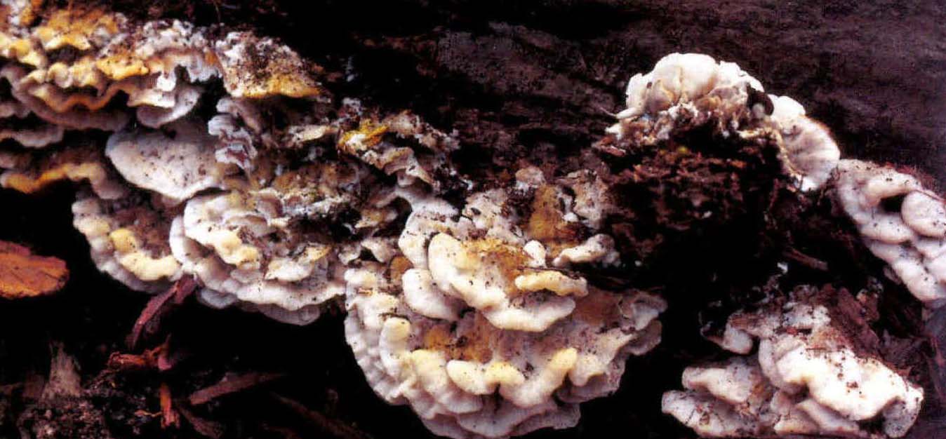 Trametes lactinea Berk.